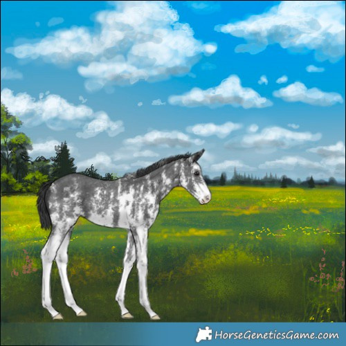 Horse Color:Black Sabino 