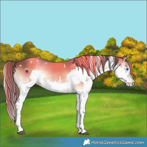 Horse Color:White Spotted Liver Red Onyx Splash 