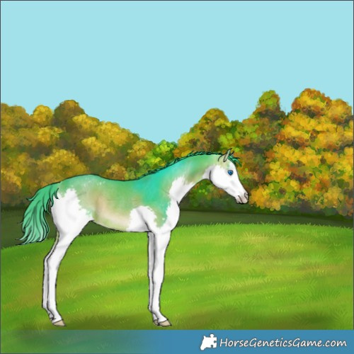 Horse Color:Watercolor White Spotted Brown Onyx Splash Rabicano 