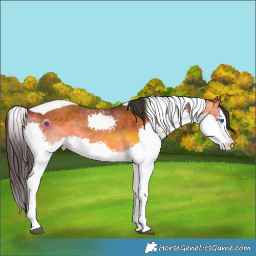 Horse Color:Buckskin Dun Splash Tobiano 