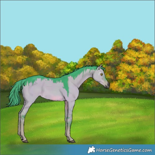 Horse Color:Gray Watercolor Liver Red Dun Rabicano