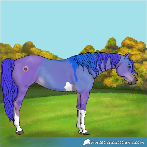 Horse Color:Gray Watercolor Liver Red Dun Tobiano Rabicano 