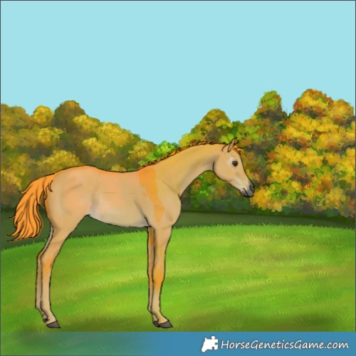 Horse Color:Gray Watercolor Liver Red Dun Rabicano 