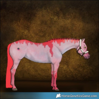 Horse Color:Watercolor White Spotted Liver Red Dun Rabicano 