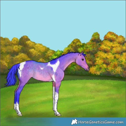 Horse Color:Watercolor Brown Dun Tobiano Rabicano 