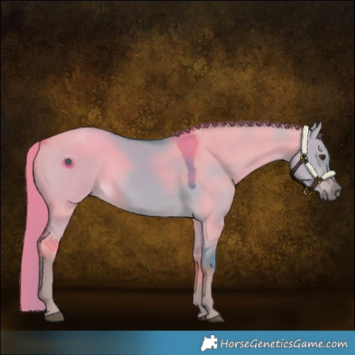 Horse Color:Watercolor Liver Red Dun Rabicano 