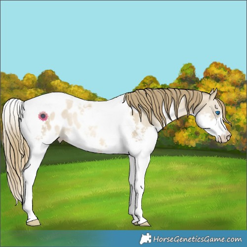 Horse Color:Smoky Grullo Pearl Splash Tobiano Blanket Rabicano 
