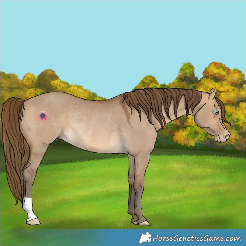 Horse Color:Gray Perlino Dun Rabicano 