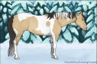 Horse Color:Amber Champagne Dun Tobiano Rabicano 