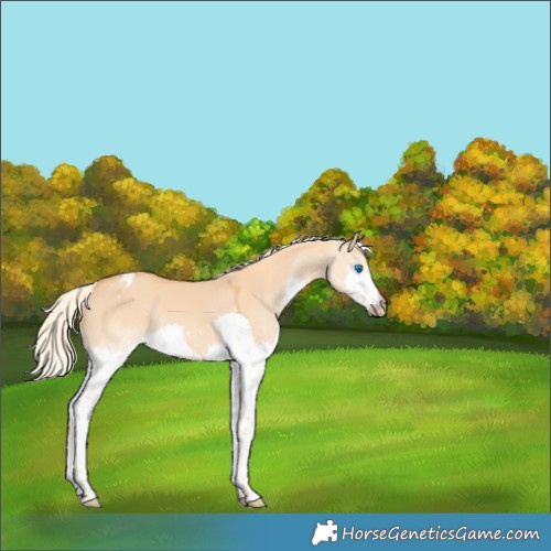 Horse Color:Gray Cremello Dun Splash Varnish 