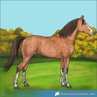 Horse Color:Bay and Bay