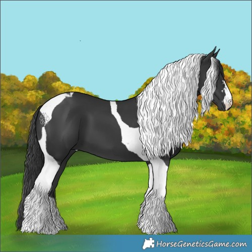 Horse Color:Black Tobiano