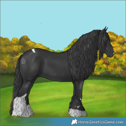 Horse Color:Black Tobiano 