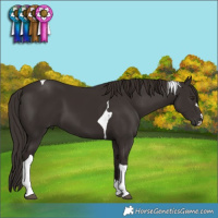 Horse Color:Liver Chestnut Tobiano 