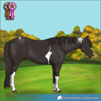 Horse Color:Liver Chestnut Tobiano 