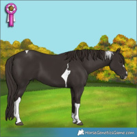Horse Color:Liver Chestnut Tobiano