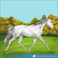 Horse Color:White Spotted Silver Amber Cream Champagne Pearl Dun Tobiano Appaloosa Rabicano