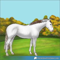 Horse Color:White Spotted Grullo Pearl Splash Tobiano Frame Appaloosa Rabicano 
