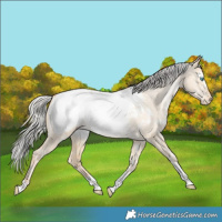 Horse Color:White Spotted Silver Smoky Grullo Pearl Tobiano Near Fewspot Rabicano