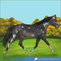 Horse Color:White Spotted Black Tobiano Varnish Rabicano 