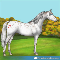 Horse Color:Gray Silver Black Splash Tobiano Appaloosa
