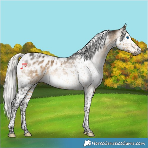 Horse Color:Gray Silver Buckskin Splash Tobiano Appaloosa 