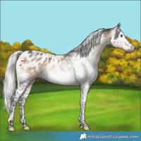 Horse Color:Gray Silver Buckskin Splash Tobiano Appaloosa 