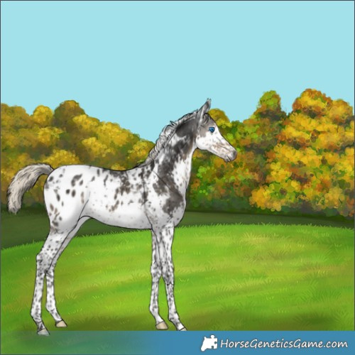 Horse Color:Gray Silver Smoky Black Splash Tobiano Appaloosa 