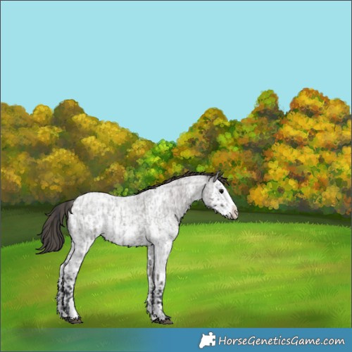 Horse Color:Grullo Roan Sabino Splash  and Grullo Roan Sabino Splash Appaloosa 