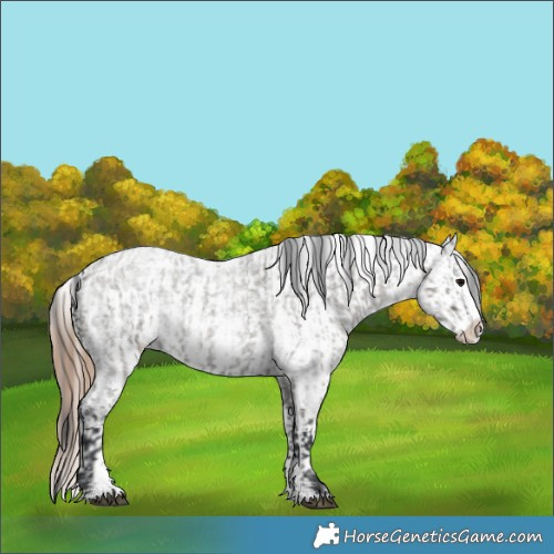 Horse Color:Grullo Roan Sabino Splash  and Grullo Roan Sabino Splash Blanket 