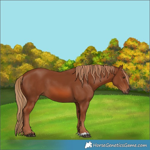 Horse Color:Chestnut 