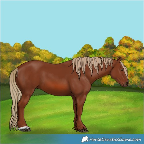 Horse Color:Chestnut 