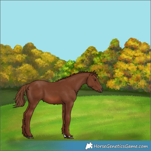 Horse Color:Chestnut 