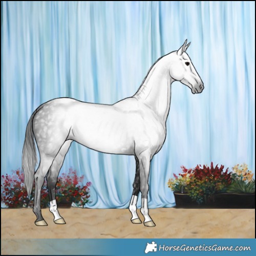 Horse Color:Gray Black 