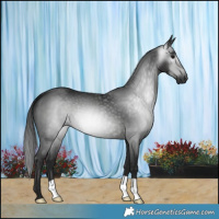 Horse Color:Gray Black 