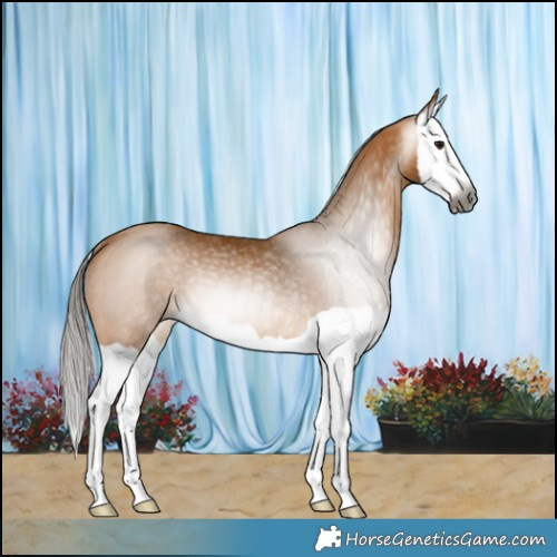 Horse Color:Gray Buckskin Splash Rabicano 