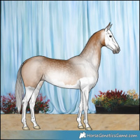 Horse Color:Gray Buckskin Splash Rabicano 
