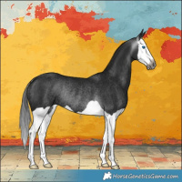 Horse Color:Gray Smoky Black Splash Rabicano 