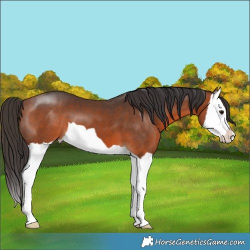 Horse Color:Bay Splash 