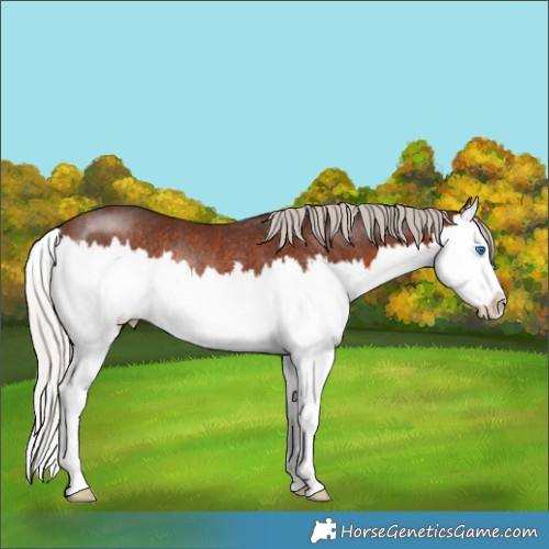 Horse Color:Silver Brown Splash Rabicano 