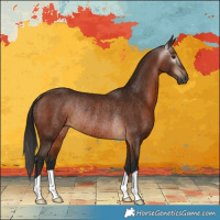 Horse Color:Gray Bay Rabicano 