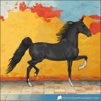 Horse Color:Black Appaloosa 