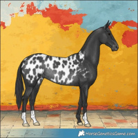 Horse Color:Black Appaloosa Rabicano 
