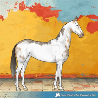 Horse Color:Buckskin Sabino Splash Frame Rabicano 