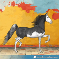 Horse Color:Black Splash Rabicano 