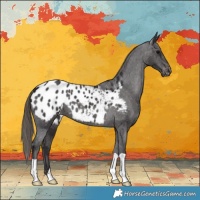 Horse Color:Smoky Black Appaloosa 