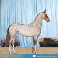 Horse Color:Red Roan Rabicano 