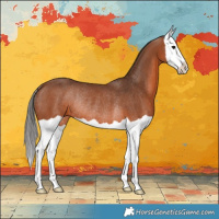 Horse Color:Bay Splash Rabicano