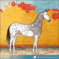 Horse Color:Gray Bay Roan Splash Appaloosa