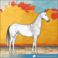 Horse Color:Gray Bay Roan Splash Appaloosa 